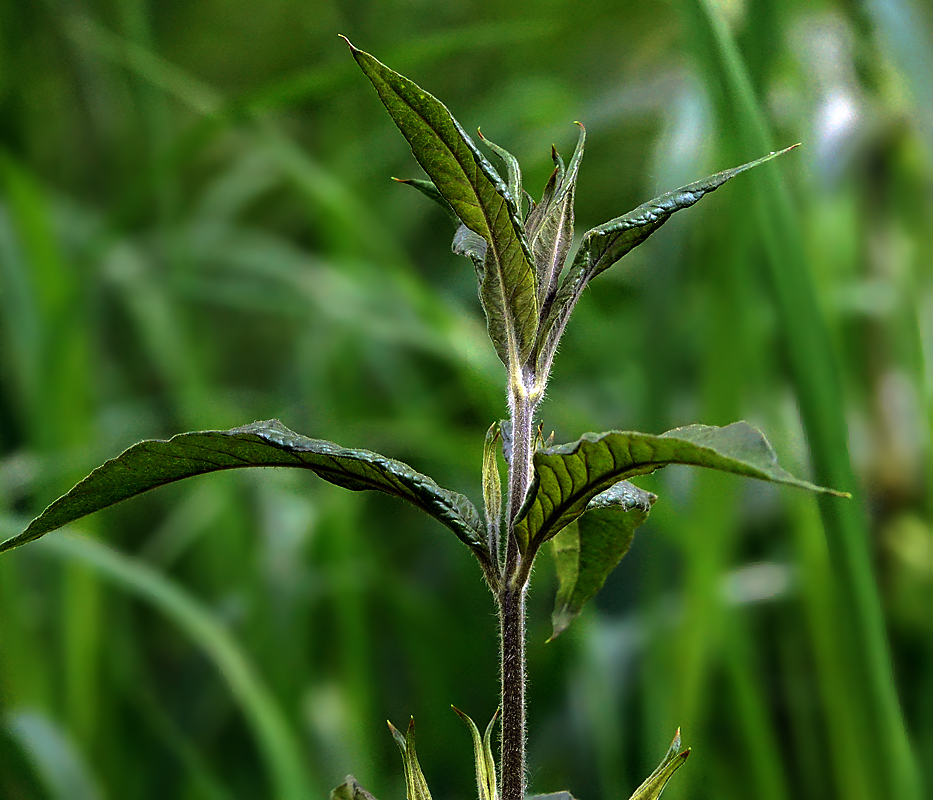Image of Lysimachia vulgaris specimen.