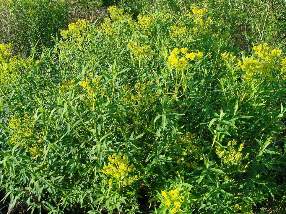 Image of Euphorbia palustris specimen.