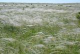 genus Stipa. Аспект цветущих растений в приморской степи. Крым, Керченский п-ов, Приазовье, Караларская степь. 31.05.2017.