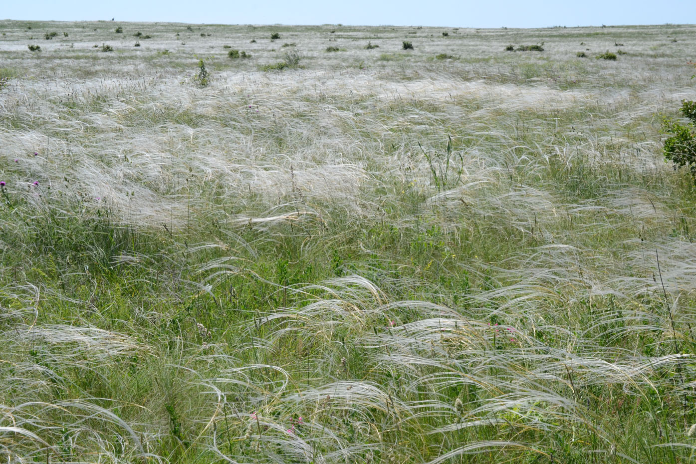 Изображение особи род Stipa.