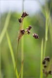 Luzula multiflora. Верхушка побега с соплодием. Ленинградская обл., Ломоносовский р-н, окр. дер. Низино, берег Шингарского пруда, разнотравный луг. 25.06.2017.