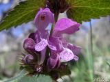 Lamium maculatum