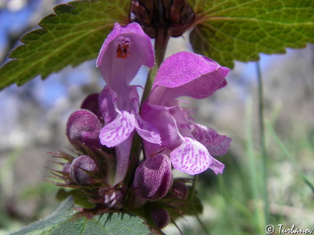 Image of Lamium maculatum specimen.