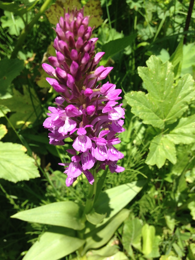 Image of genus Dactylorhiza specimen.