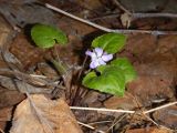 Viola selkirkii