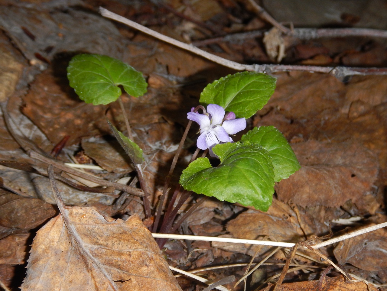 Image of Viola selkirkii specimen.