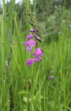 Gladiolus imbricatus