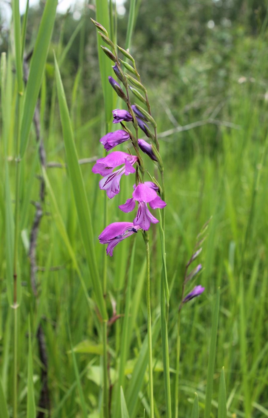 Image of Gladiolus imbricatus specimen.