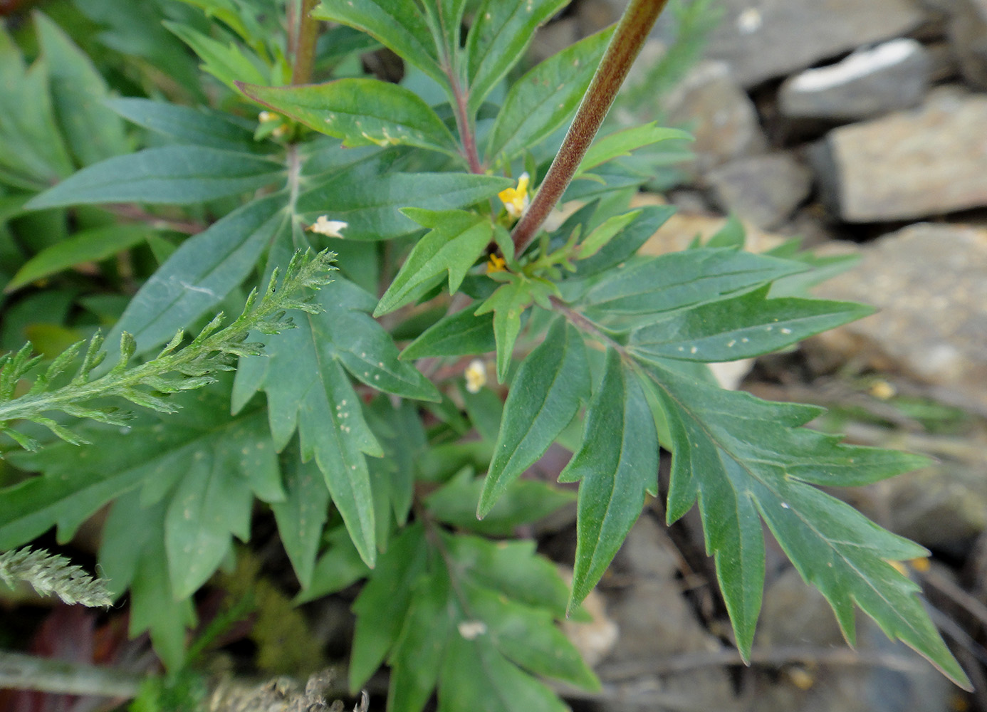 Image of Patrinia rupestris specimen.