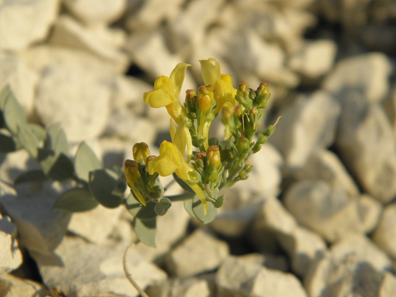 Изображение особи Linaria cretacea.