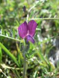 Vicia peregrina