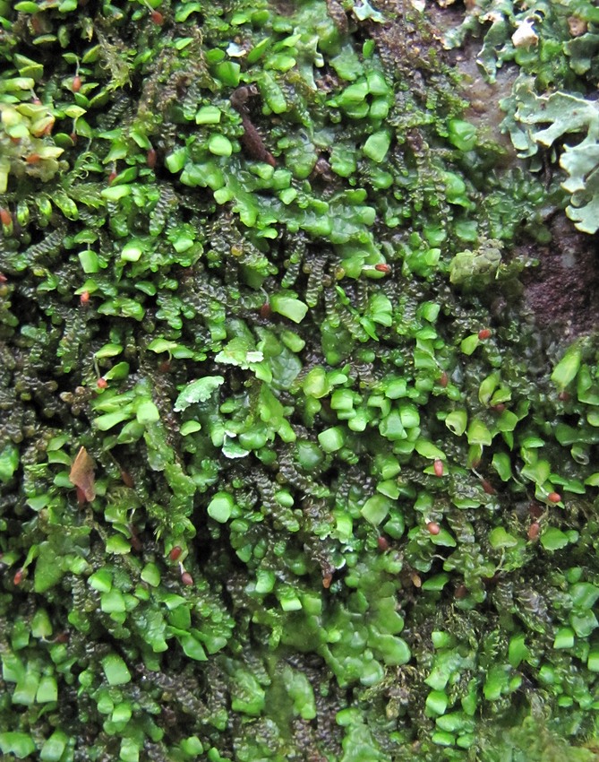 Image of Radula complanata specimen.