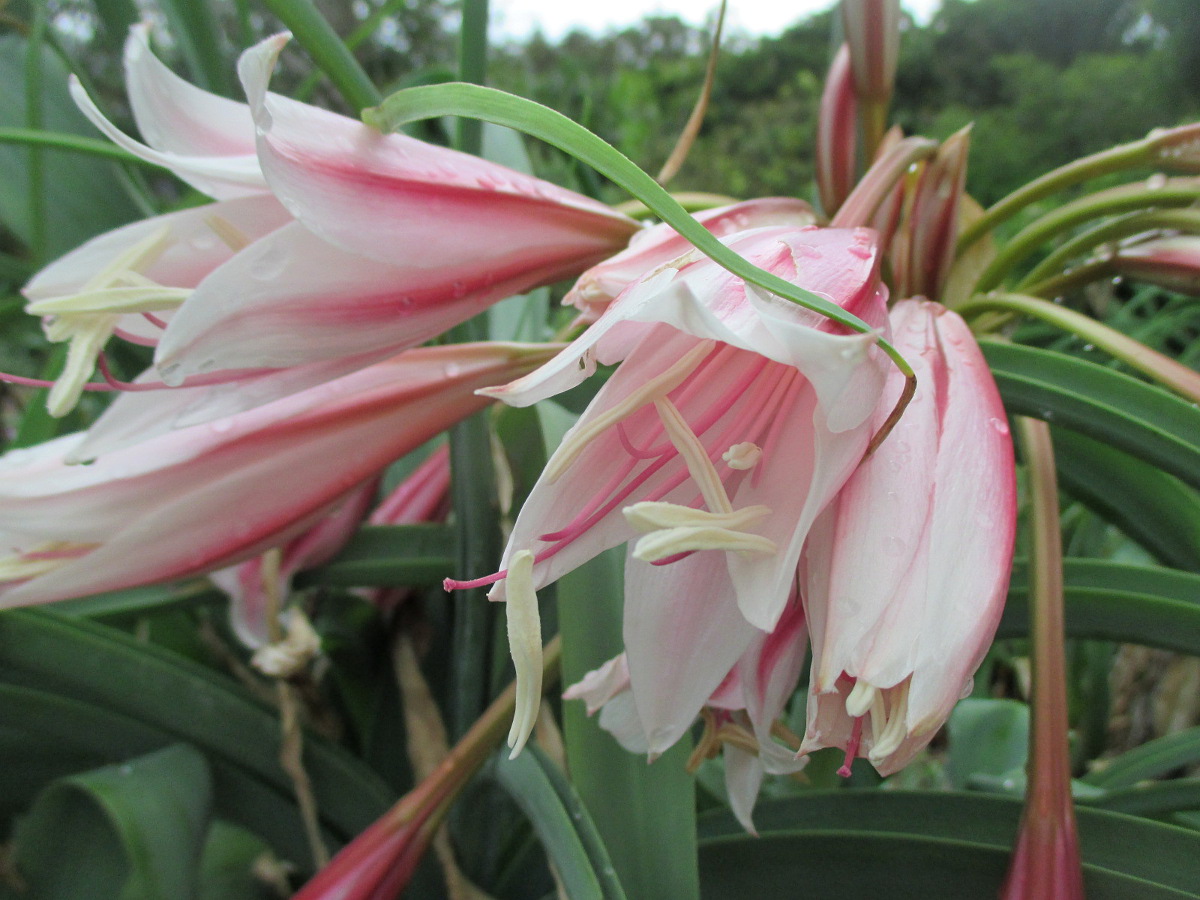 Image of Crinum bulbispermum specimen.