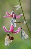 Lilium pilosiusculum. Часть соцветия с кормящимися бабочками-боярышницами (Aporia crataegi). Республика Алтай, Шебалинский р-н, окр. с. Камлак, правый борт долины р. Сема, сосновый лес. 20.06.2017.