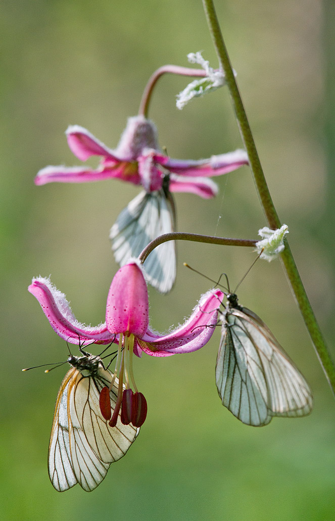 Image of Lilium pilosiusculum specimen.