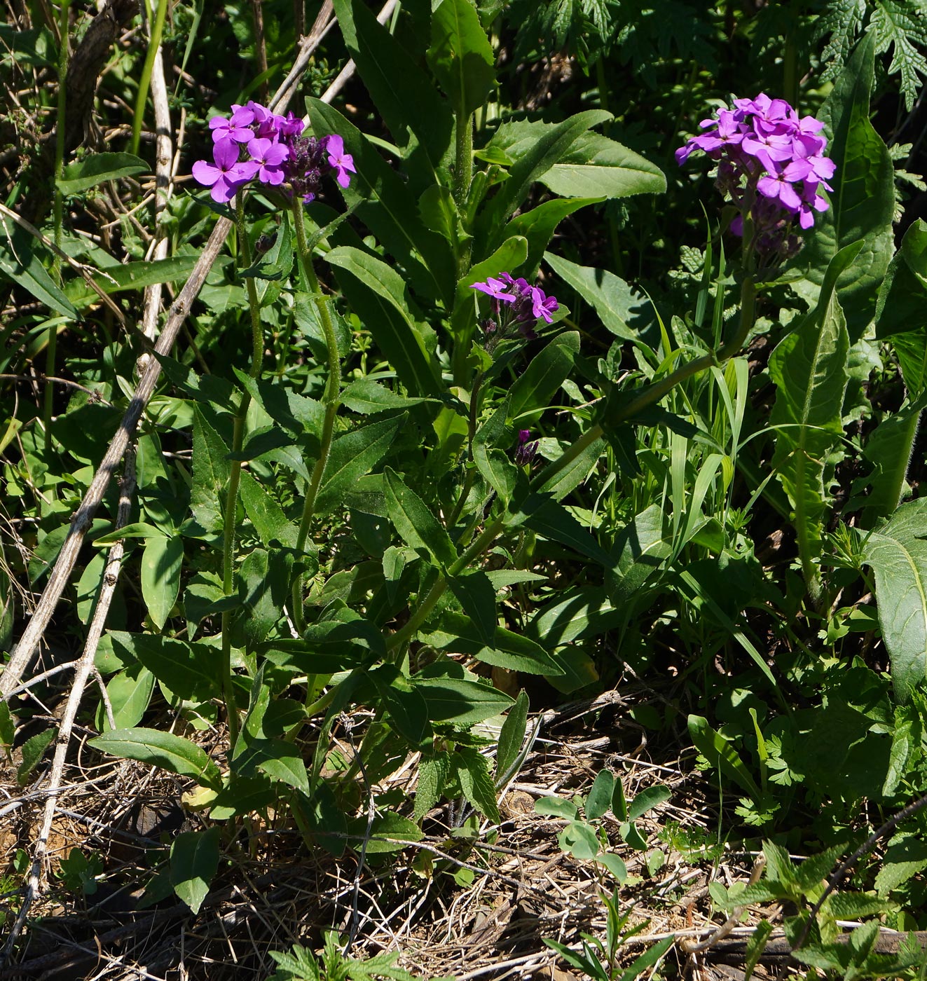 Image of Hesperis sibirica specimen.