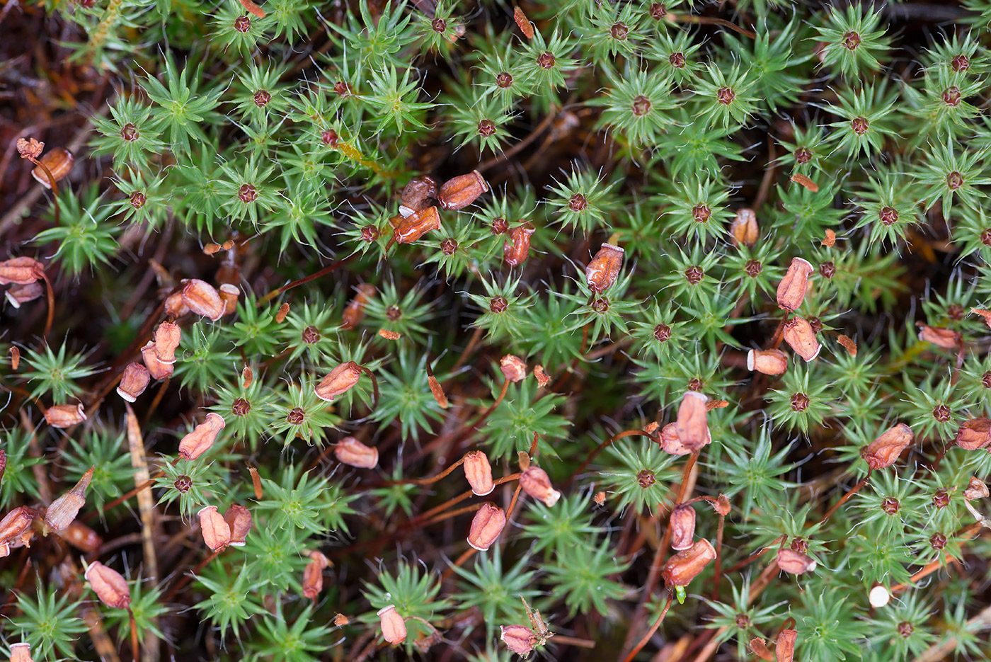 Image of Polytrichum piliferum specimen.