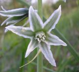 Ornithogalum boucheanum