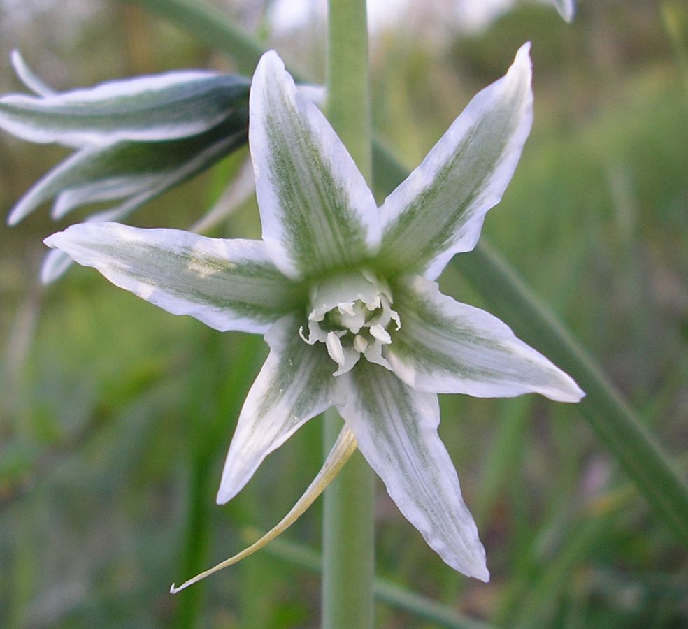 Изображение особи Ornithogalum boucheanum.