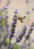 Lavandula angustifolia