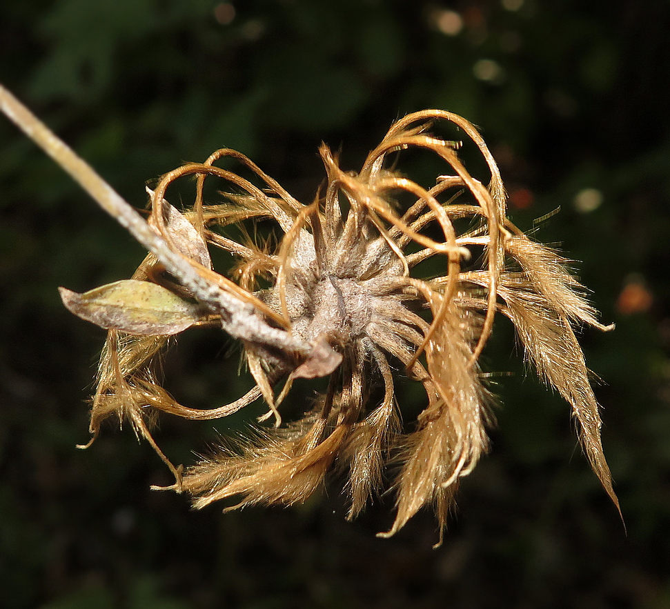 Image of Clematis fusca specimen.