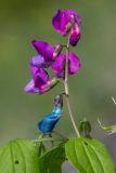 Lathyrus vernus. Соцветие. Башкортостан, Ишимбайский р-н, гора Куштау, лиственный лес. 15.05.2013.