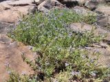 Heliotropium amplexicaule