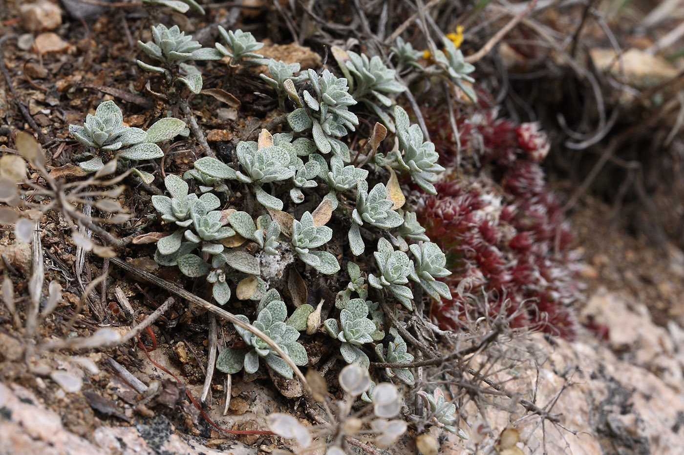 Image of Odontarrhena obovata specimen.