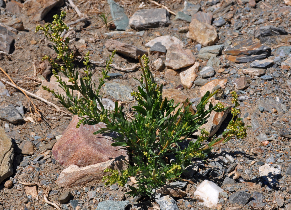 Image of Artemisia dracunculus specimen.