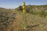 Asphodeline lutea