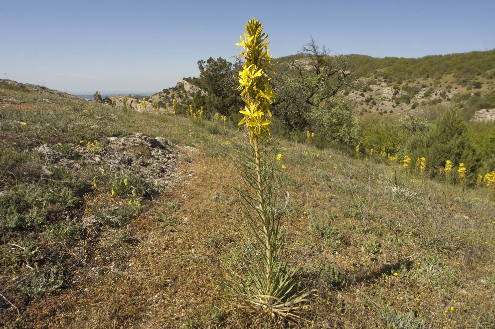 Изображение особи Asphodeline lutea.