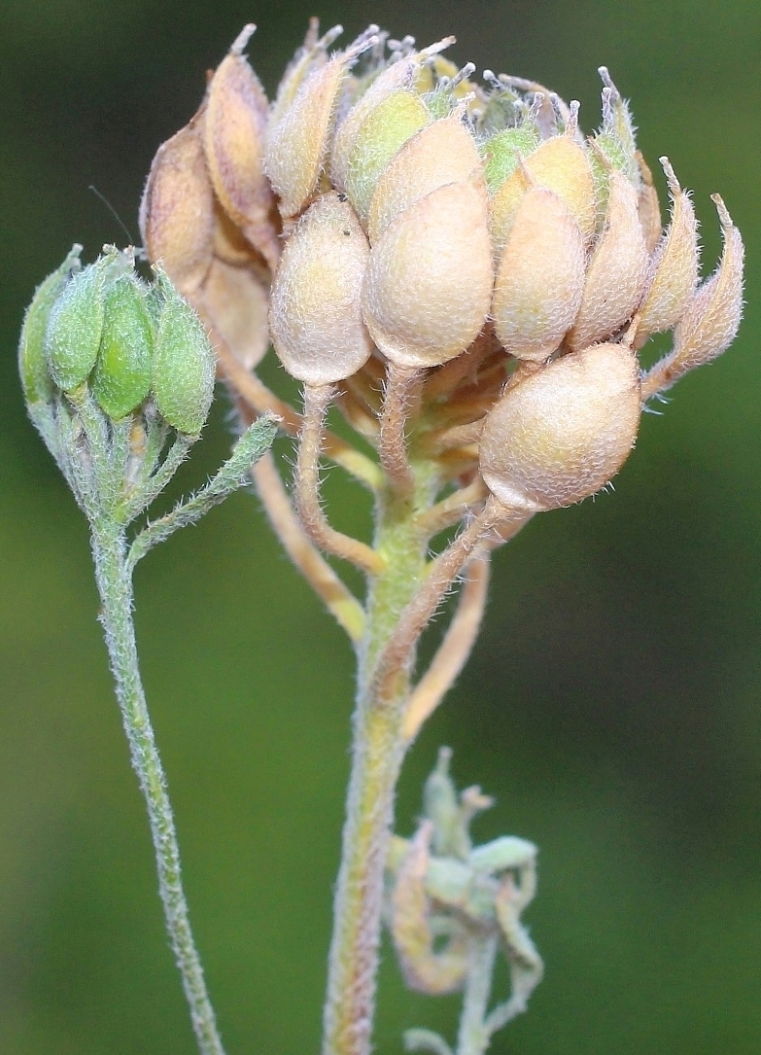 Image of Alyssum umbellatum specimen.