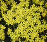 Sedum acre