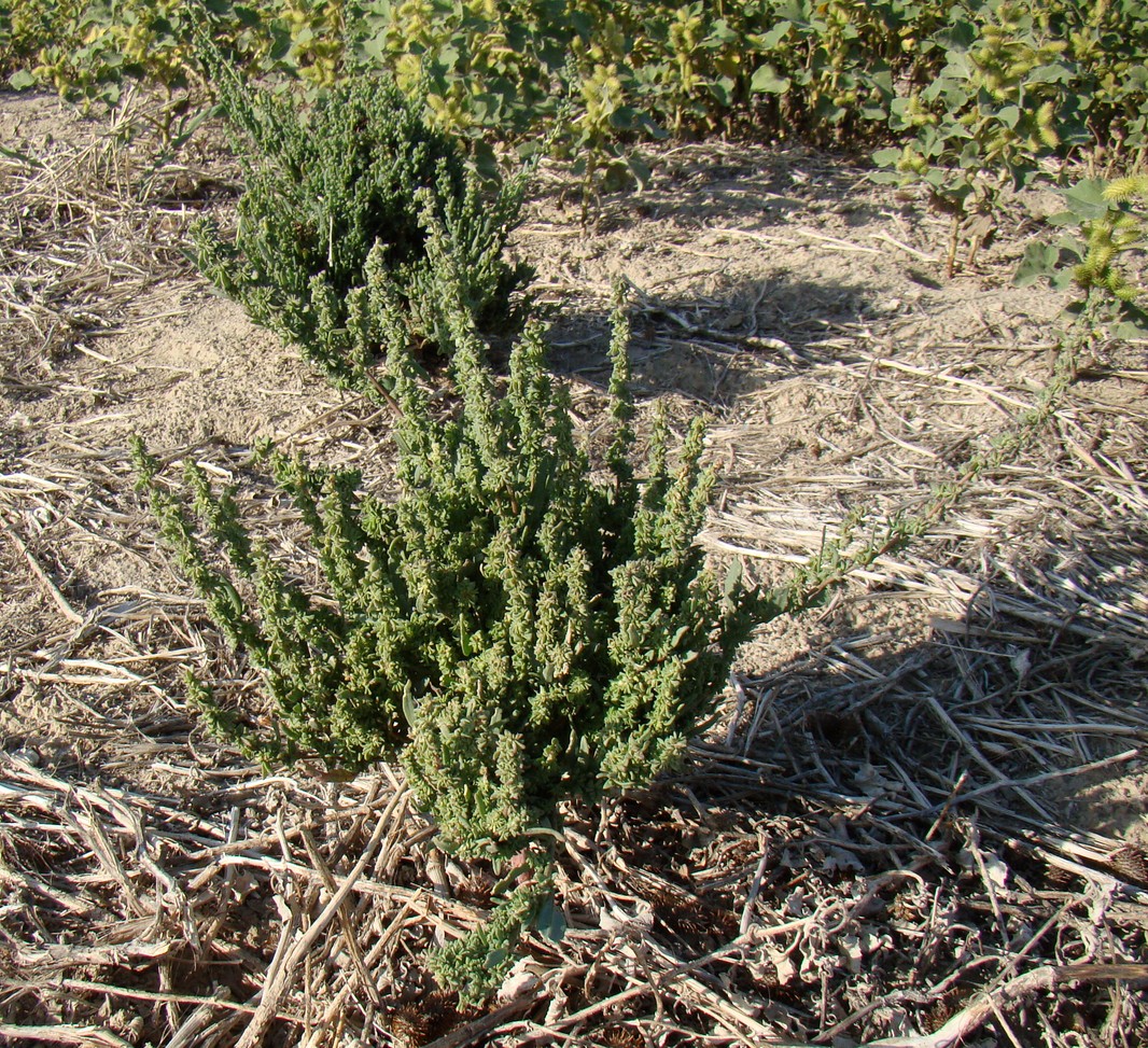 Image of genus Suaeda specimen.