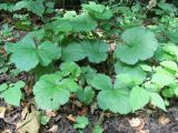 Geum urbanum