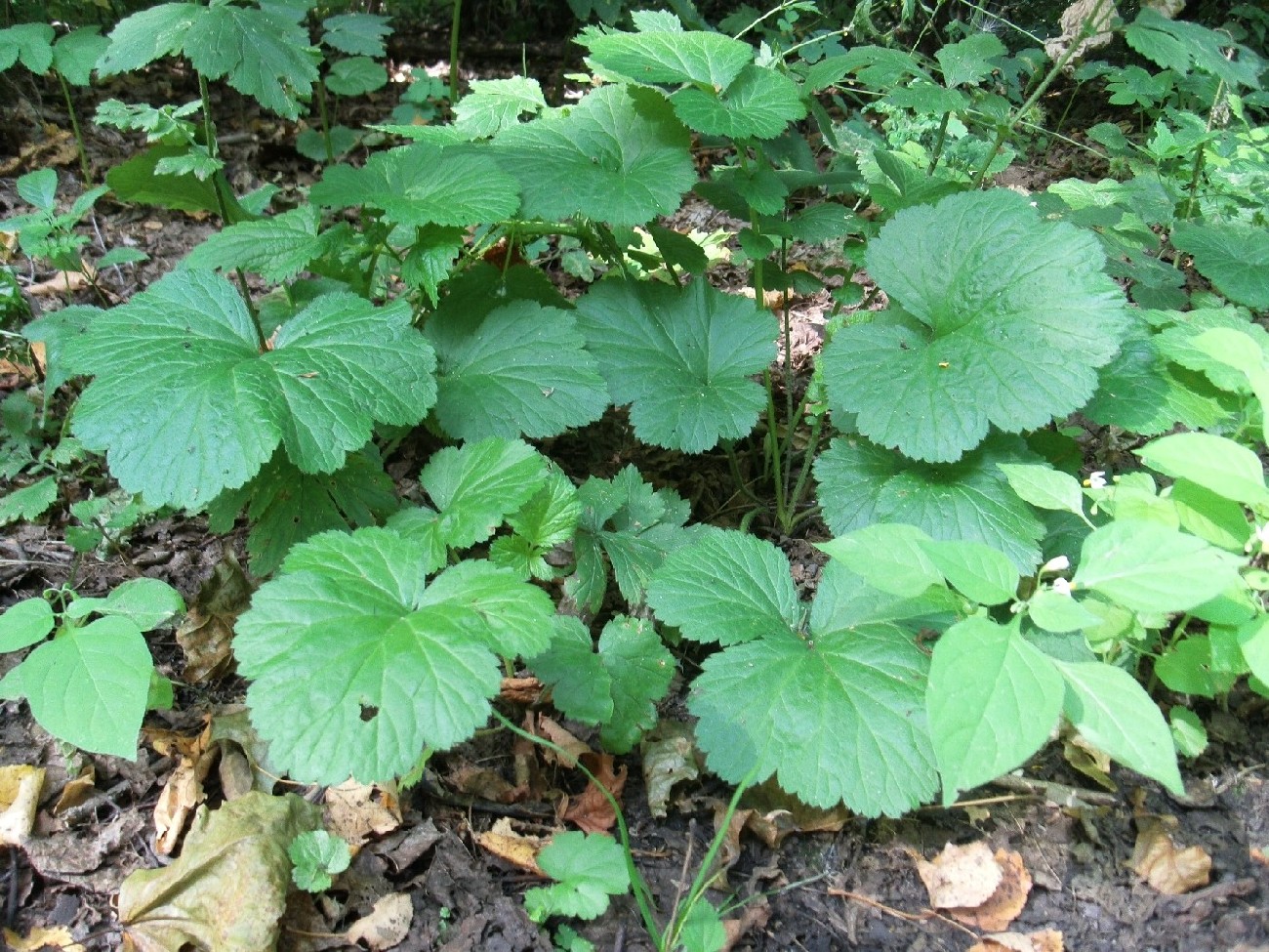 Image of Geum urbanum specimen.