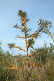 Hippophae rhamnoides