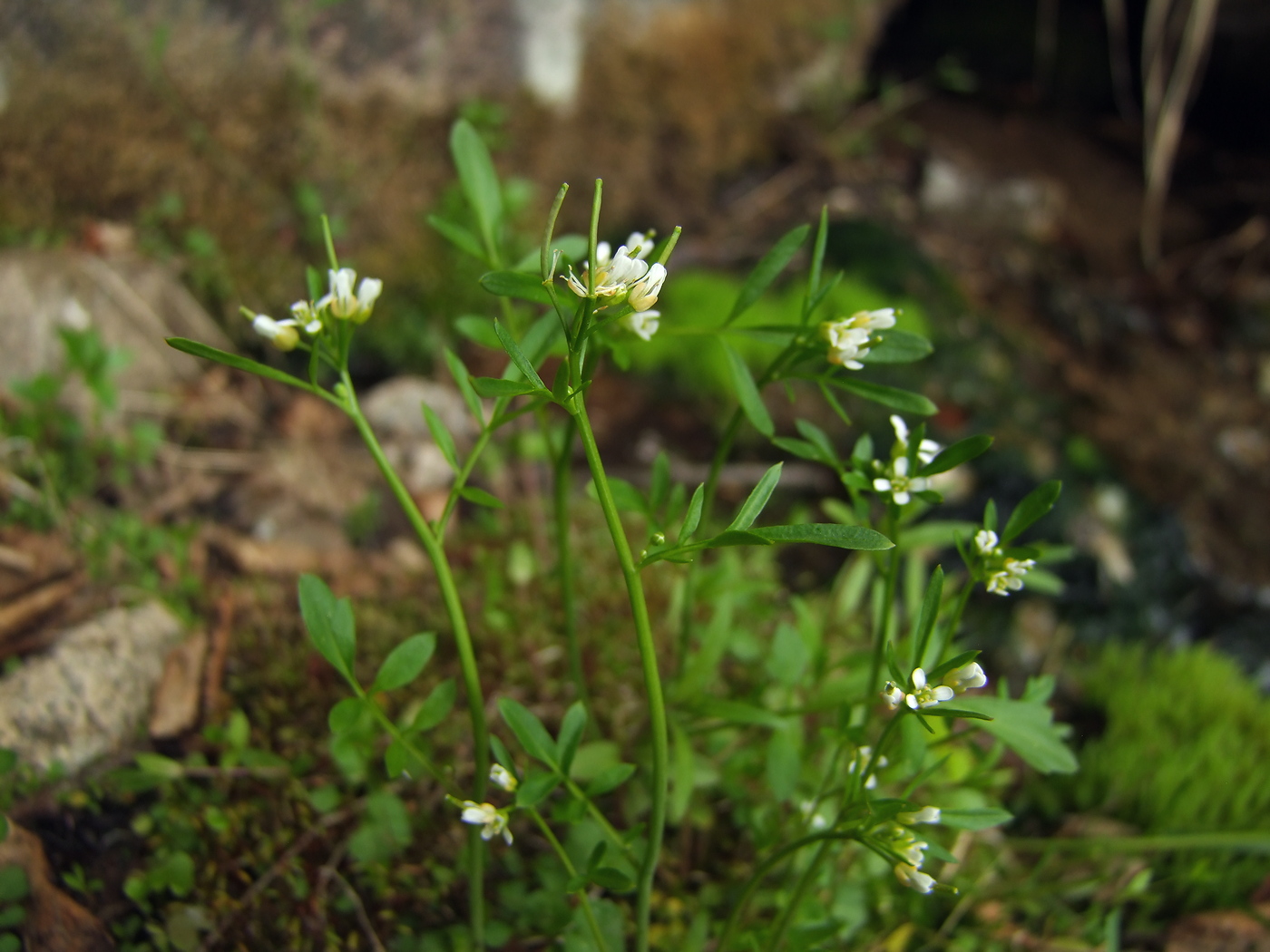 Image of Cardamine umbellata specimen.