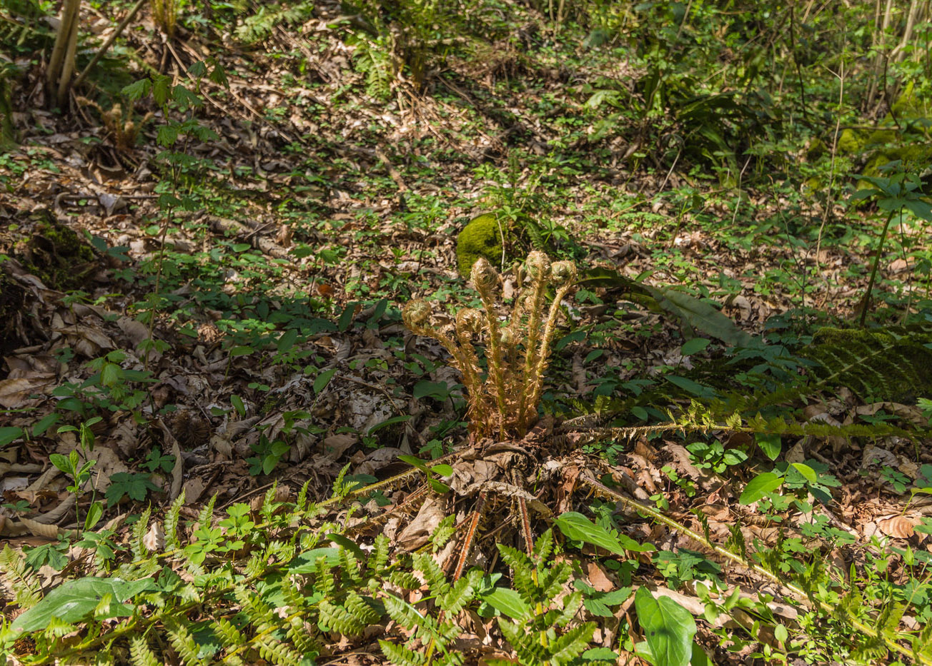 Изображение особи Dryopteris filix-mas.