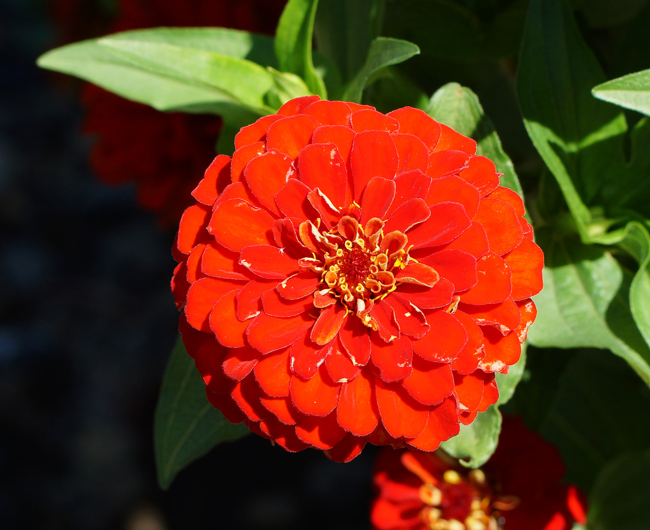 Изображение особи Zinnia elegans.