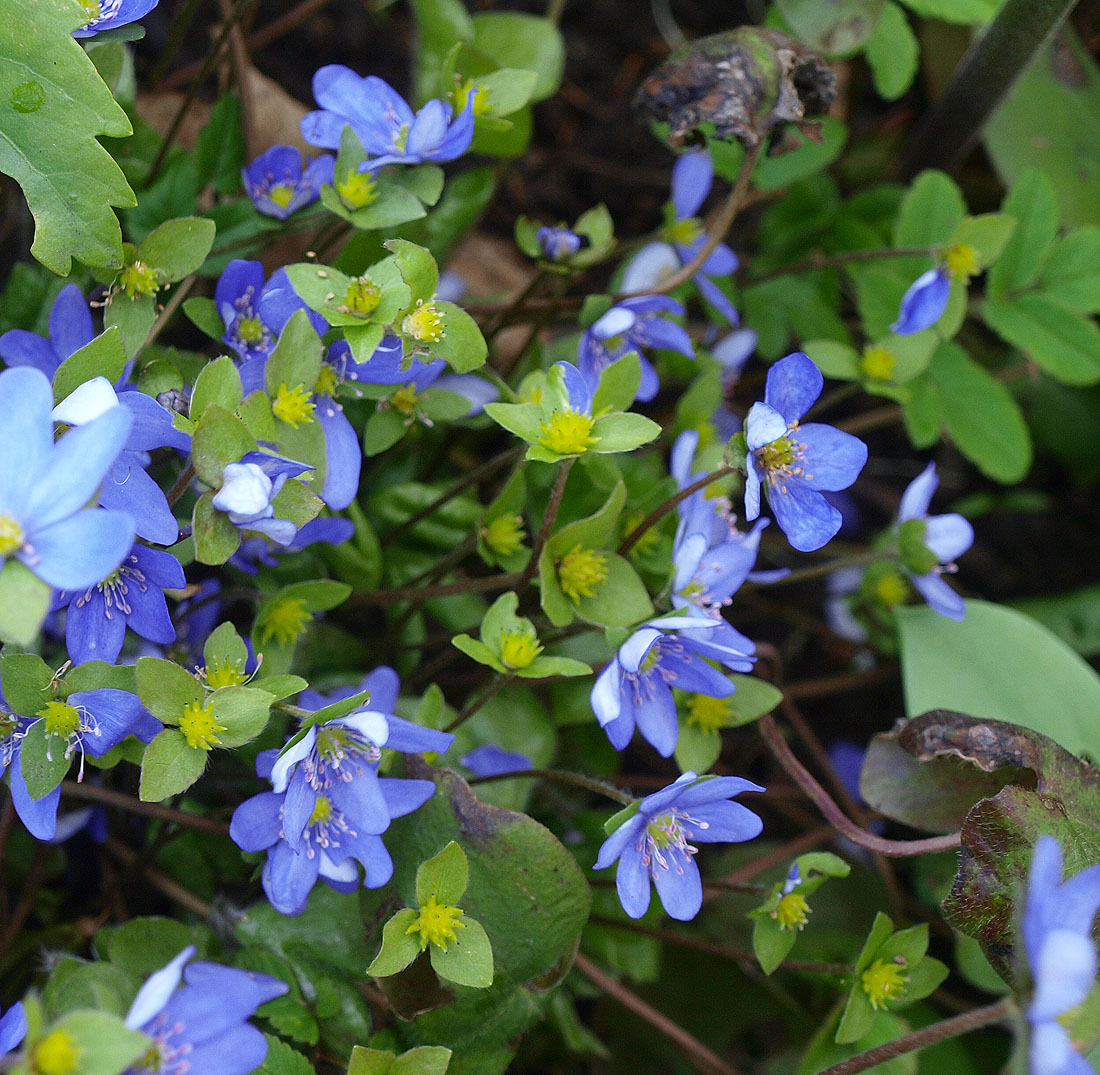 Изображение особи Hepatica nobilis.