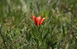 Tulipa berkariensis Rukšāns × Tulipa greigii Regel