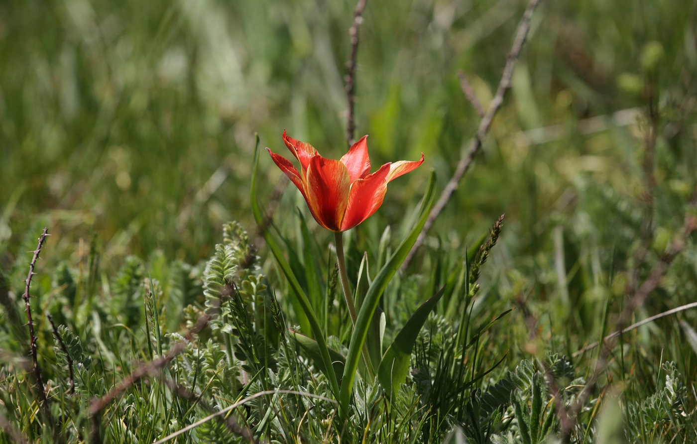 Изображение особи род Tulipa.