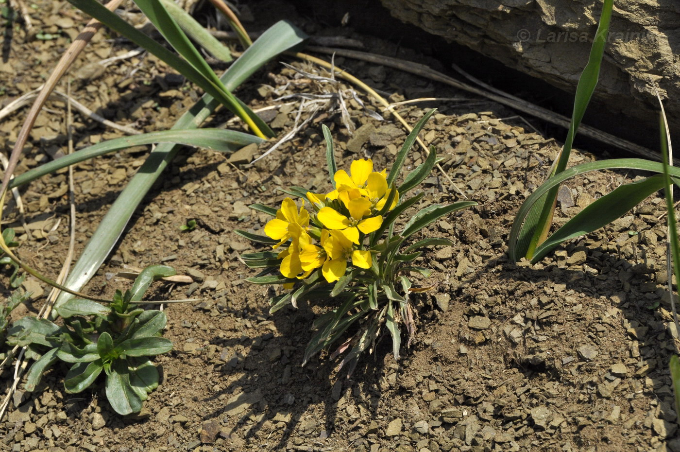 Изображение особи Erysimum amurense.