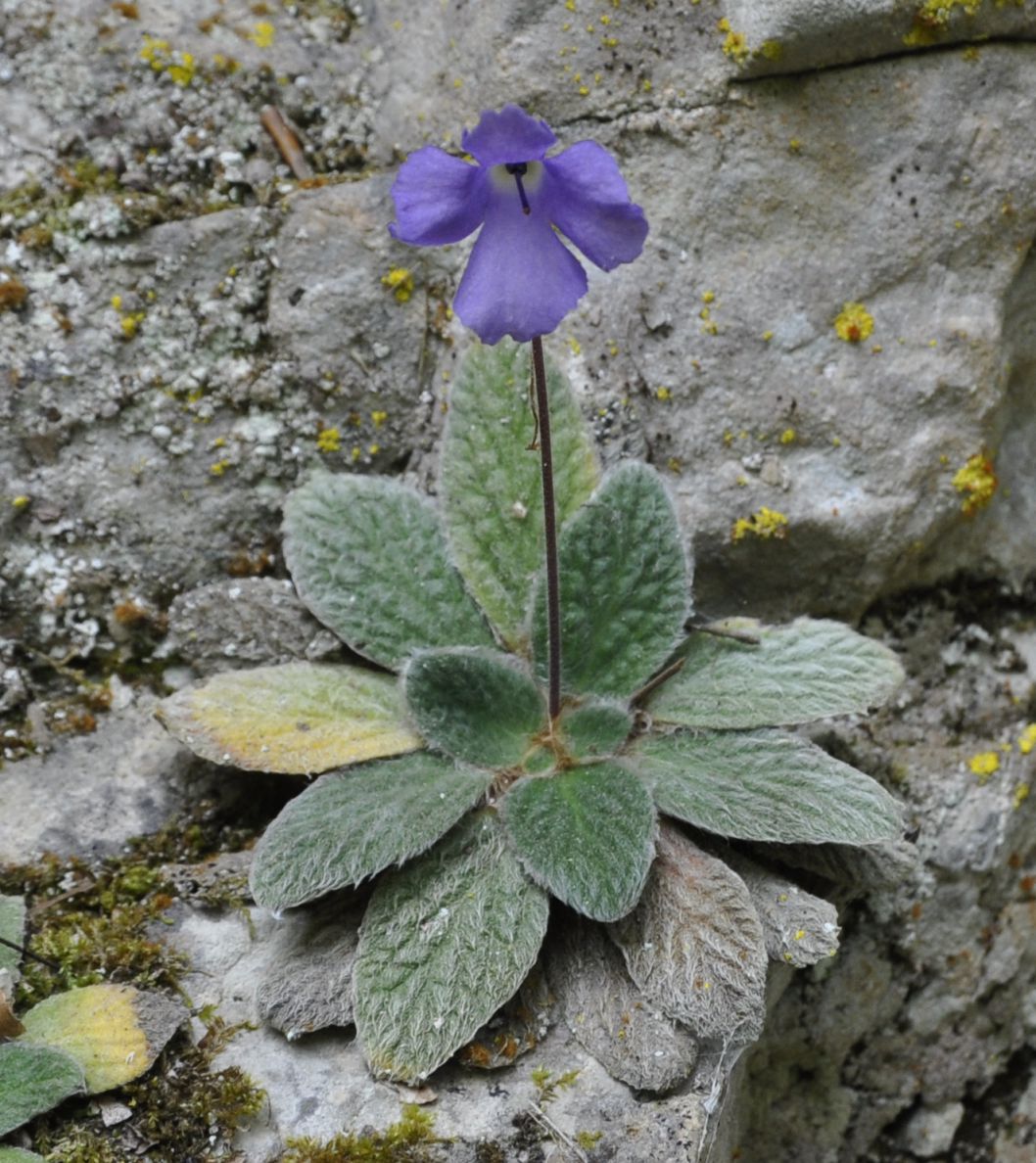 Image of Jancaea heldreichii specimen.