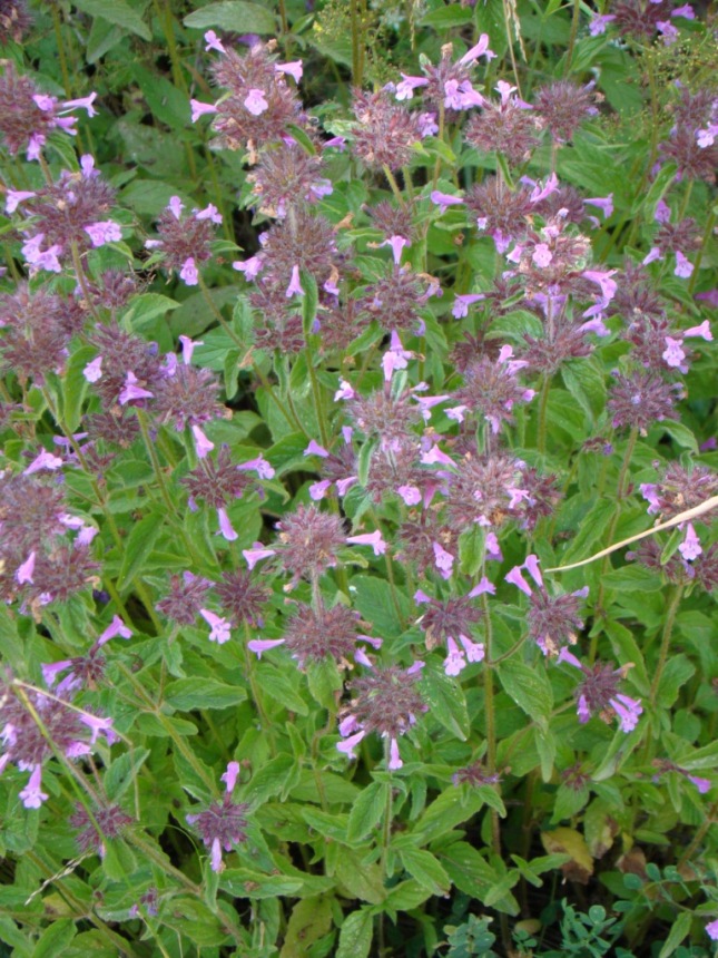 Image of Clinopodium vulgare specimen.