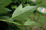Viburnum opulus. Верхушка побега (видна абаксиальная сторона листьев). Московская обл., г. Подольск, в культуре. 06.06.2018.