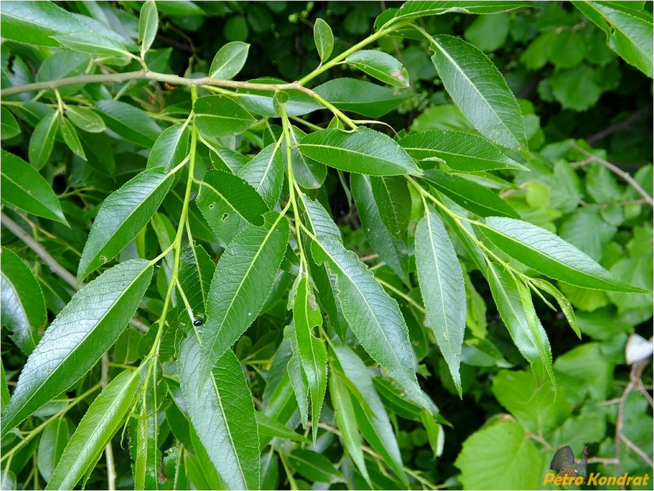 Image of Salix euxina specimen.