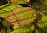 Actinidia kolomikta. Листья. Пермский край, пос. Юго-Камский, частное подворье, в культуре. 24 июня 2018 г.