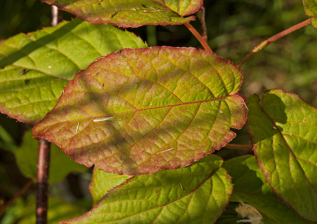 Image of Actinidia kolomikta specimen.